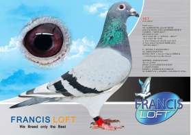 (ขายเเล้วครับ) SKY -  N 21 40833 (IRON MAN x INBREED HARRY)  0
