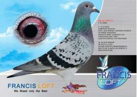 (ขายเเล้วครับ) BEAUTIFUL C 22 49968  (INBREED FRANCIS X BLACK WIDOW)  0