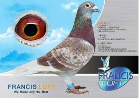 (ขายแล้วครับ) RED MAN - C 22 49908 รวมสุดยอดแชมป์ 0