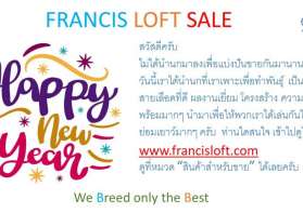  FRANCIS LOFT - SALE นกคุณภาพดีเยี่ยม มาแบ่งปันขายในราคาย่อมเยาว์ 0