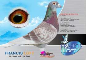 BROTHER ACE QUEEN   C 12 49912  น้องชาย Ace Pigeon อันดับที่ 1 ปี 2020