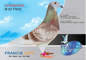 (ขายแล้วครับ) LIVERPOOL R 23 77075 BRO "ACE QUEEN" x INBREED "HARRY" 