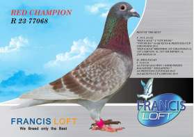 (ขายแล้วครับ) RED CHAMPION R 23 77068 รวมแชมป์ไว้ในนกตัวนี้