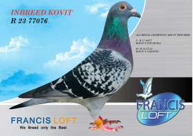 (ขายแล้วครับ) INBREED KOVIT  R 23 77076  อินบรีดนกทางไกลของกรงเรา