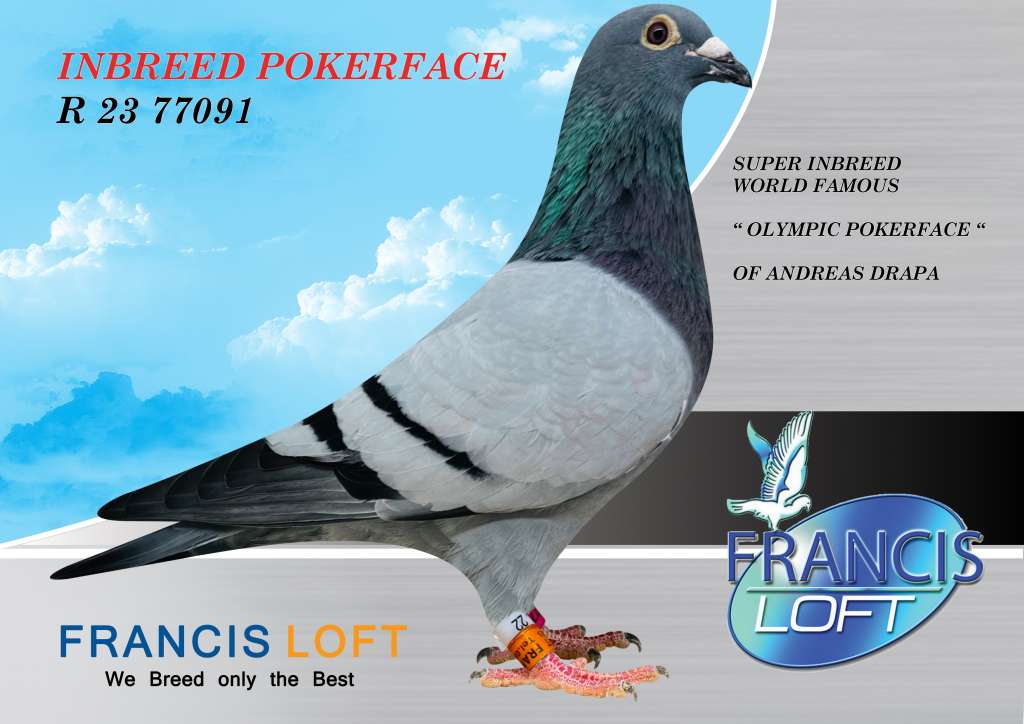 Francis loft discount