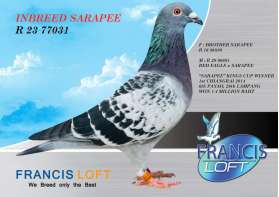 (ขายแล้วครับ) INBREED SARAPEE  R 23 77031 สุดยอดนกแชมป์ถ้วยพระราชทาน เชียงราย 0