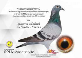 พี่เพทาย ​แชมป์ถ้วยพระราชทานนกยอดเยี่ยม Ace Pigeon สายใต้ 2 ปี ติดต่อกัน คือ 2023 และ 2024 (ตอนที่ 1) 0
