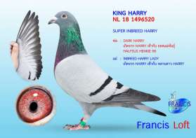 " KING HARRY "  SUPER INBREED HARRY สุดยอดพ่อพันธุ์ของกรง เกิดจาก ลูกชาย HARRY  เข้ากับ ลูกสาว HARRY 0