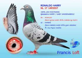 " RONALDO HARRY " - SUPER อินบรีดยอดนกดัง HARRY 0