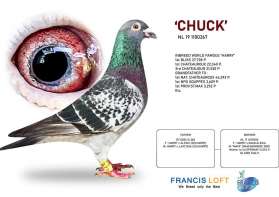 CHUCK เป็นอินบรีด HARRY สุดยอดนกเก่งนกดังของโลก ของ JAN HOOYMANS  0