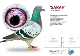 SARAH เป็นอินบรีด" HARRY " สุดยอดนกดังของ JAN HOOYMANS  0