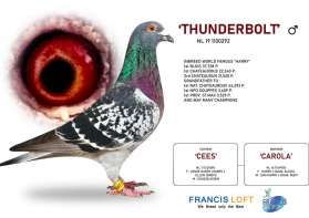 THUNDERBOLT* เป็นอินบรีด  " HARRY "  สุดยอดนกเก่งนกดังของโลก 0