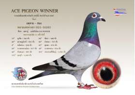 PRINCESS CUP WINNER   ACE PIGEON SOUTH 2024  H 23 30262 พี่เพทาย  0