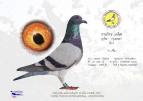 ที่ 1 ภูเก็ต 2024 RPIA นกแข่ง 1009 ตัว นกเก่งของเสี่ยไข่ - ยศพงศ์  จารุศิริพิพัฒน์  0