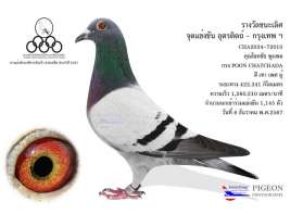 ที่ 1 อุตรดิตถ์ 2024 ชนะนกร่วมแข่ง 1145 ตัว 0
