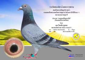 แชมป์ถ้วยพระราชทานนกยอดเยี่ยม (Ace Pigeon) สายใต้ RPIA 2024 ของ พี่โชคชัย พูนพล  0