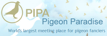 linkบทที่-1-pipa-–-pigeon-paradise