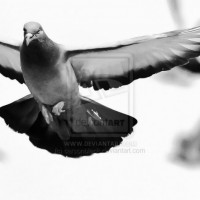 pigeon-sport-นกพิราบแข่งในอังกฤษ-น่าสนใจดี