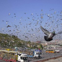 international-pigeon-market-ที่เมือง-kassel-เยอรมัน-2012