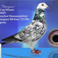 บทความนกพิราบแข่งเลี้ยงนกอย่างผู้ชนะโดย-ดร-ธีระชน-มโนมัยพิบูลย์-ตอ