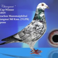 บทความนกพิราบแข่งเลี้ยงนกอย่างผู้ชนะโดย-ดร-ธีระชน-มโนมัยพิบูลย์-ตอ