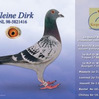 kleine-dirkคุปมันจับนกตัวนี้โชว์ให้ดูแบบเต็ม-รูปร่าง-หน้าตา-ปีก