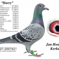 harry-นกเด่น-นกดัง-ปี-2015gaby-x-koopman