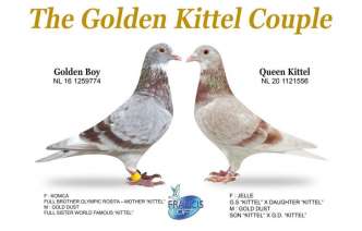 golden-kittel-coupleเป็นคู่สุดยอด-inbreed-“-kittel”