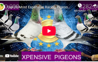 20-นกพิราบที่แพงที่สุดในโลก-top-20-most-expensive-racing-pigeons-in-th