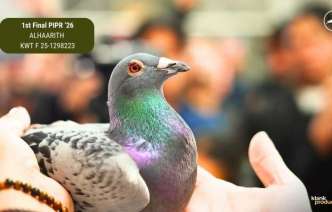 10th-pattaya-international-pigeon-race-2025 10th-pattaya-international-pigeon-race-2025