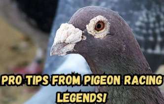 pro-tips-from-pigeon-racing-legends-เคล็ดลับจากเซียนนกพิราบแข่งระดับโล