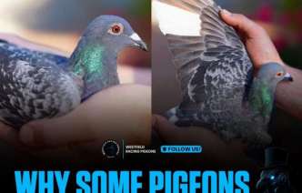 ืทำไมนกแข่งบางตัวฟิต-top-form-แค่ครั้งเดียว