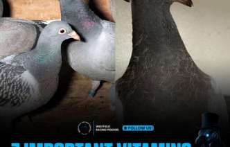 7-วิตามิน-และ-สารอาหารสำคัญ-เพื่อสร้าง-“ยอดนักบิน”